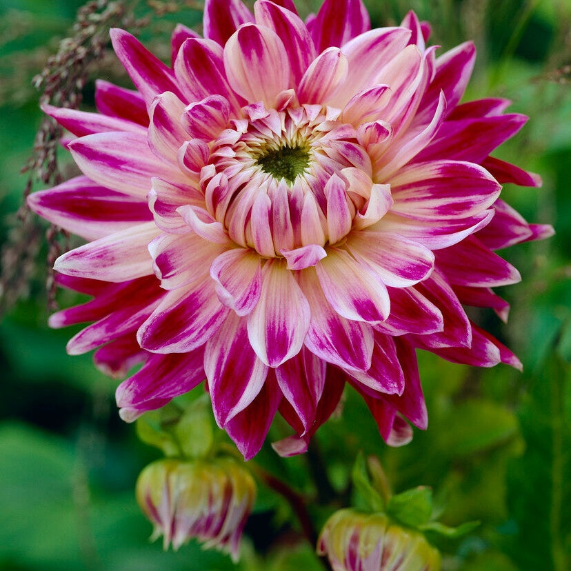 Dahlia Dekorativ Vancouver 1-pakning